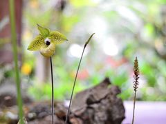 -中国科学院西双版纳热带植物园