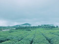 -雪绿茶博物馆