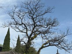 -少林寺欢喜地素斋馆