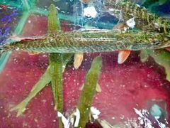 -新疆风味冷水鱼庄(友谊峰路店)