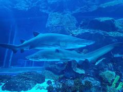 -迪拜水族馆及水下动物园