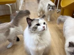 -有喵·猫咖·狗咖·30几只猫10只小狗(岗厦店)