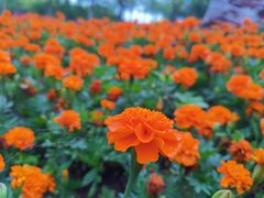 -天津东丽湖风景区