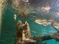 -上海海洋水族馆