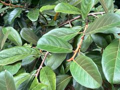 -武吉知马自然保护区