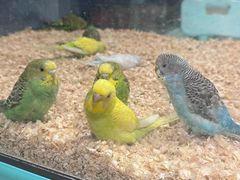 -怪兽屋·羊驼·猫咖·狗咖(俊华广场店)