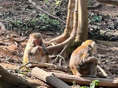 -普洱太阳河森林公园