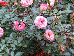 -人民公园(罗湖区)