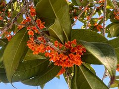 -重庆医科大学附属第一医院(金山院区)