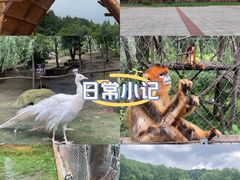 -哈尔滨北方森林动物园