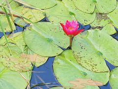 -池杉湖湿地公园