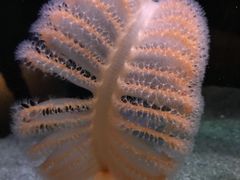 -西雅图水族馆