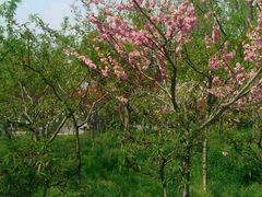 -南汇桃花村