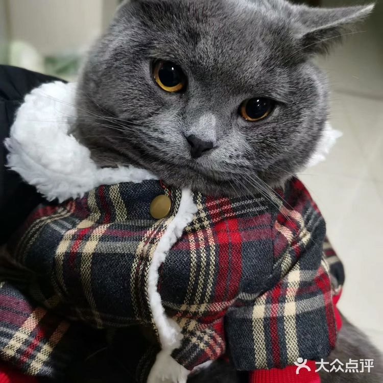 萌宠出道😷脱毛的肥肥