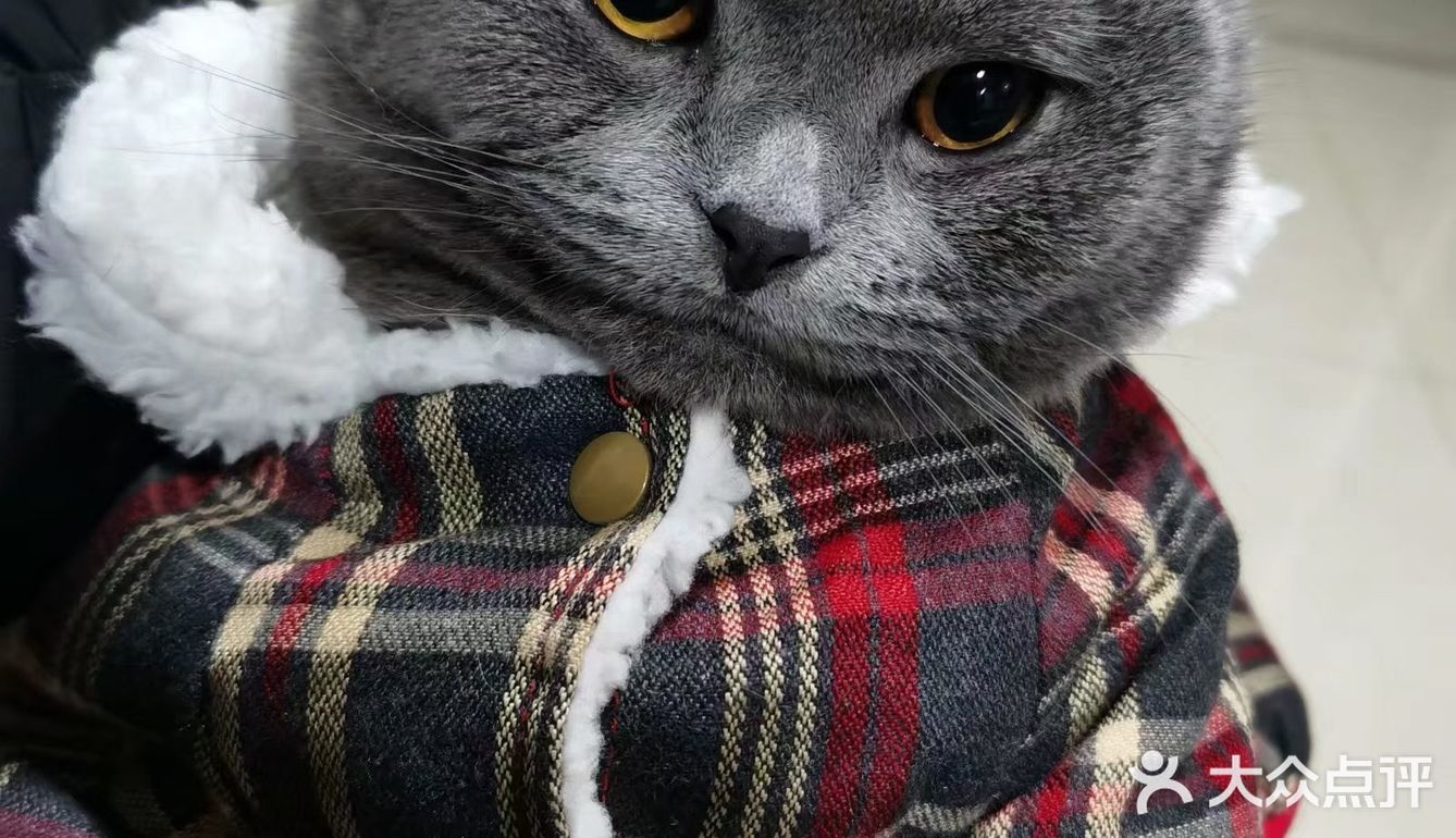 萌宠出道😷脱毛的肥肥