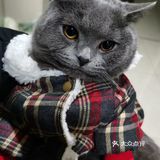 萌宠出道😷脱毛的肥肥