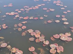 -前关湿地公园