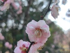 -无锡梅园公园