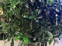 -德克士(绿地店)