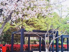 -高东镇樱花园