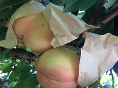 -南汇水蜜桃采摘(大团店)