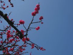 -红梅公园