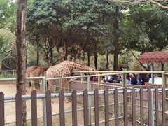 -深圳野生动物园