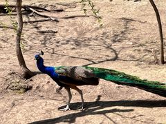 -哈尔滨北方森林动物园