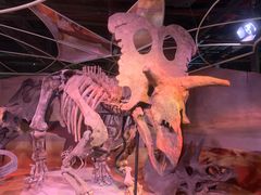 -正佳自然科学博物馆