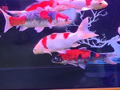 -三旗百汇商品城