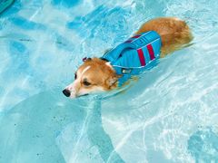 -汪说喵讲宠物乐园宠物酒店(红星美凯龙店)