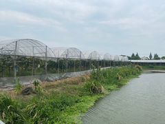 -马陆小张葡萄园农家乐