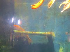 -北戴河圣蓝海洋公园