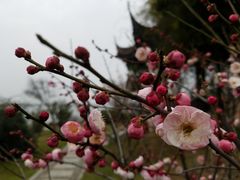 -鹅湖玫瑰文化园