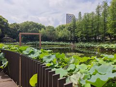 -陈家山荷花公园