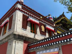 -塔尔寺菩提树