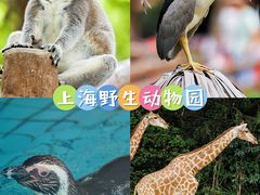 -上海野生动物园