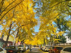 -三里屯东五街银杏大道