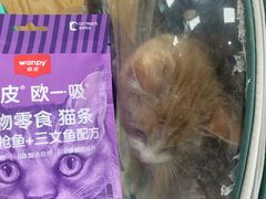 -中农大我爱我爱动物医院·核磁CT·猫病·24小时夜诊中心(石佛营店)