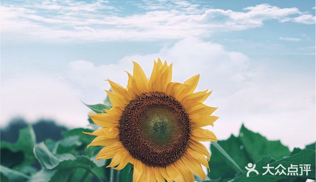 七月𝗦𝗨𝗠𝗠𝗘𝗥限定🌞母亲与向日葵🌻有约