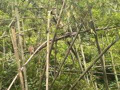 -野象谷景区