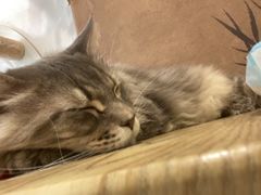 -楼上猫咖(罗湖店)