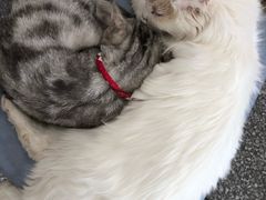 -绒爪撸猫下午茶·猫咖