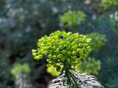 -墨尔本皇家植物园