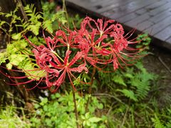 -黄海国家森林公园