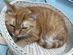 -纳吉亚猫专科动物医院博雅分院