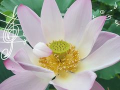 -荷花大观园
