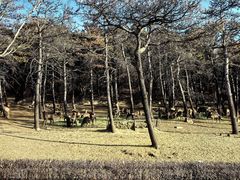 -沈阳森林动物园