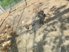 -大青山野生动物园