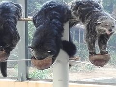 -清迈夜间动物园